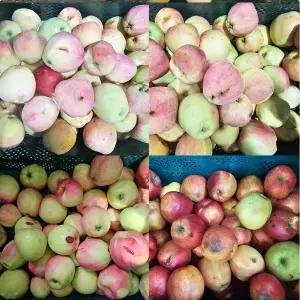 산지직 송연구소 못난이 사과 농가돕기 노마진 주스용 잼용 스무디용 10kg 대용량 알뜰박스 반품환불x