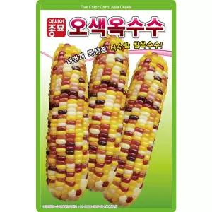 산들마켓 오색옥수수 씨앗 100립 중생종 찰옥수수 씨 종자