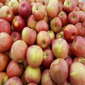 못난이 A급 부사 황금 햇꿀발린 사과 , 1박스, 10kg