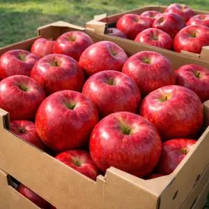 [국내1위] 국내산 경북 부사 햇꿀발린 사과, 1박스, 10kg 대과