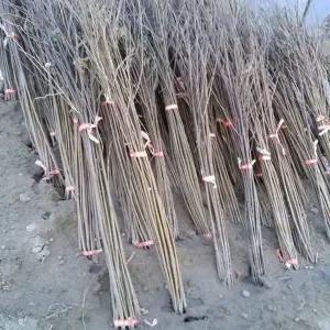 헛개나무 헛개나무묘목 지구자묘목