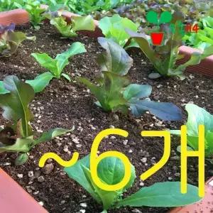 모종 상추 봄 채소 딸기 대파 방울토마토 고추 가지 오이 깻잎 여름 가을 겨울 김장 무 쪽파 당근 허브 고