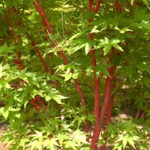 산호각 단풍나무 접목1년생 묘목 붉은 가지 산호색 수피 중소형 정원조경나무 사계단풍 (목하원예조경)