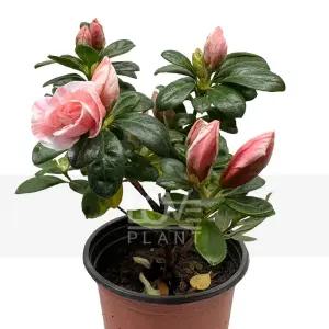 캘리 캘리포니아 철쭉꽃 아젤리아 서양 철쭉 화분 야생화 봄 꽃 나무 소품