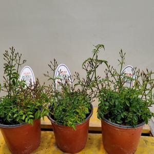 흰색학자스민(사랑의향기) 부부침실에 놓으면 좋다고해요