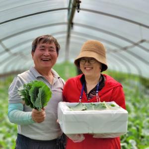 여주 유기농 쌈케일 1kg