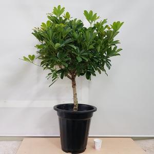 [소나무길] 풍성함이 가득한  외목대 홍콩야자  890