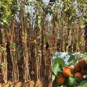 살구나무 묘목 (하코트) 접목1년생 특묘 살구묘목