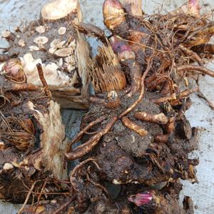 국내산 땅두릅 독활 3년생 종근(모종) 5촉 - 으뜸산채 뇌두 묘종 산야초 야생화