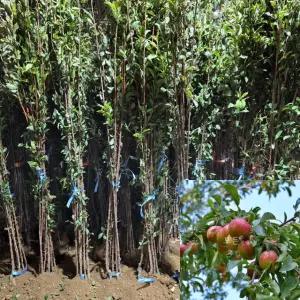 자두나무 묘목 추희 (접목1년생) 특묘 과수 유실수