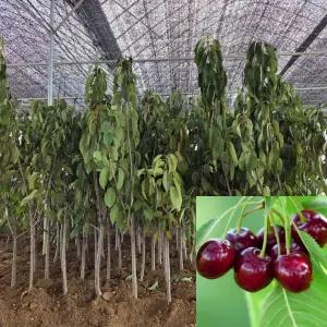 라핀 체리나무 분묘 결실주 자가결실 체리묘목 과수 유실수