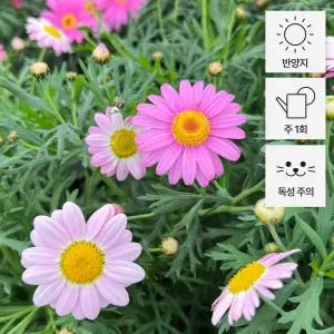 목마가렛 소형 야생화 관엽식물 마거리트 꽃모종 키우기