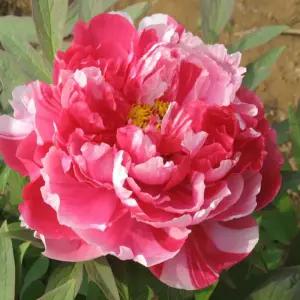 도금 겹목단 묘목 3지 개화주 겹꽃 모란 봄꽃 나무 노지월동 가능 (목하원예조경)