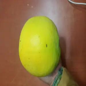 모과나무 묘목 대실모과 접목 1년생 특묘 노지월동 정원조경나무 유실수 (목하원예조경)