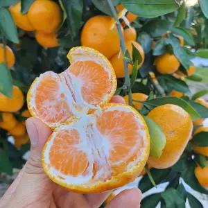 제주 고당도 타이벡 감귤 9kg 프리미엄과