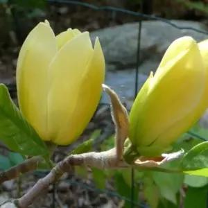 맥심메릴 접목1년 묘목 신품종 황목련 노란 봄꽃 목련나무 정원 조경수 노지월동 (목하원예조경)