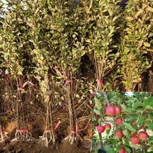 미니사과나무 루비에스 (접목1년생) 특묘 사과묘목