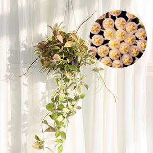 갑조네 호야 썬라이즈(행잉)