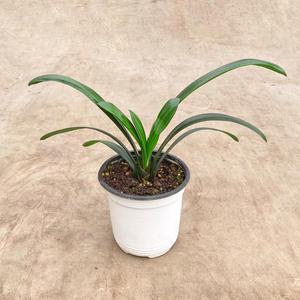 군자란 소형 모종 인테리어 식물 실내공기정화