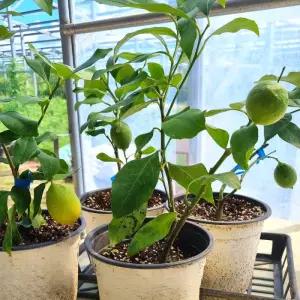 레몬나무 묘목 5치포트 삽목묘 상록 과일나무 실내키우기 레몬 관엽 식물 (목하원예조경)
