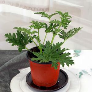 구문초모종- 이삭 모기풀 페라고늄 반려식물