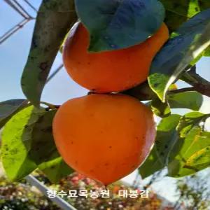 향수묘목농원 대봉 감나무 3년생 분묘