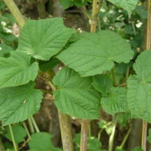 벌나무_ 실생3년 포트묘(4주묶음)유실수/조경수/묘목/I0808