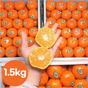 제주 불로초 하우스 감귤 밀감 1.5kg