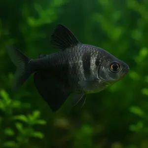 블랙 테트라 5마리