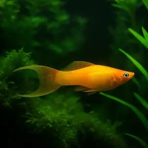 오렌지 라이어테일 몰리 4마리