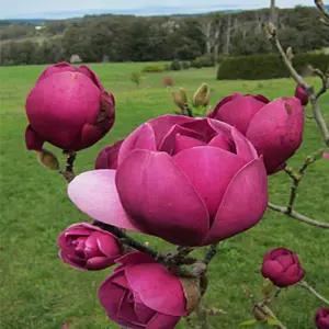 블랙튤립 접목1년생 신품종 목련나무 묘목 봄꽃 꽃나무 정원 조경수 노지월동 (목하원예조경)