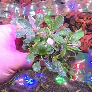 부세파란드라 말라위핑크 큰벌브 음성수초 활착 어항 수족관