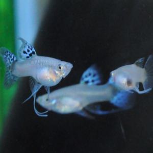 [파란수족관], 블루그라스 하이도살 리본[한쌍] 구피