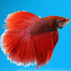 [파란수족관]열대어, 하프문 베타[레드 수컷]