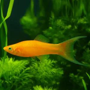 골든 라이어테일 몰리 3마리