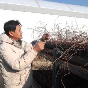 다래나무 용성2호 묘목 2-3년생 포트묘 자가결실 다래수확 재배 유실수 조경수 원예 가드닝 정원나무