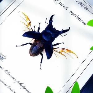 팔라완왕넓적사슴벌레 표본 곤충표본 사슴벌레 교육 사마귀 랜덤 곤충표본만들기키트 선물