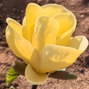 신품종 목련나무 루이스 접목1년생 묘목 봄꽃 정원 조경수 희귀 목련 노지월동 꽃나무 (목하원예조경)