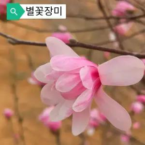 신품종 별화장미 목련나무 묘목 접목1년생 별꽃 목련 묘목 정원조경수 봄꽃 노지월동 (목하원예조경)