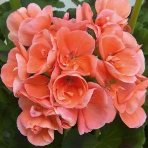 어린모종 제라늄 썬라이즈 에로이카(조날) 8cm분