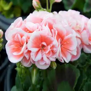 어린모종 제라늄 썬라이즈 제시(조날) 8cm분