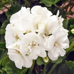 어린모종 제라늄 썬라이즈 팔로마(조날) 8cm분