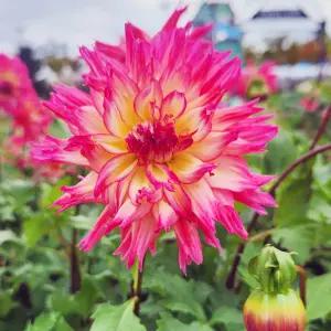 다알리아 달리아 구근 괴근 (네네카지) 1개