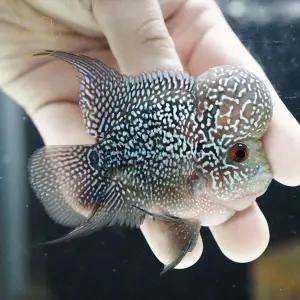 미니 플라워혼 숏바디 (관상어, 열대어, 물강아지)