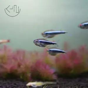 블랙 네온 테트라 (관상어, 열대어)