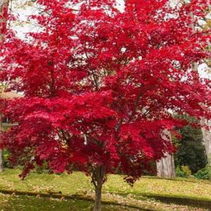 홍단풍 사계절 붉은색 단풍나무 조경수 단풍 묘목 20주 3050cm 얼치기1년생 정원수