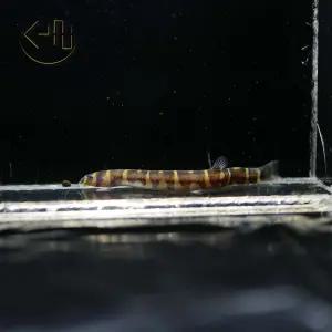 쿨리 로치 (관상리 로치 (관상어, 열대어)