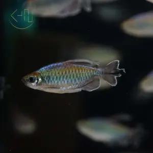 콩고 테트라 (관상어, 열대어)