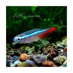 [에이투비]네온 테트라/1cm전후/ 5마리 세트