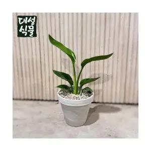 극락조 (H30) 집들이 개업화분 키우기 쉬운 반려식물 공기정화 꽃식물 대성식물